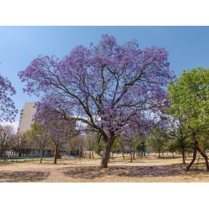 Paulovnia plstnatá (Paulownia tomentosa) výška 170-200 cm, obvod kmeňa 8/10 cm, kont. C18L